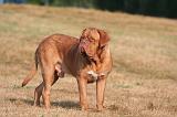 DOGUE DE BORDEAUX 399